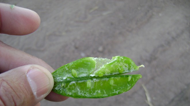Fresh frozen -- and not in a good way: A sugar-snap pea right off the vine.