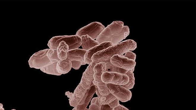 E. coli, magnified.