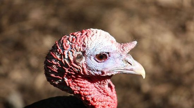 Turkey meat is grounds for concern.