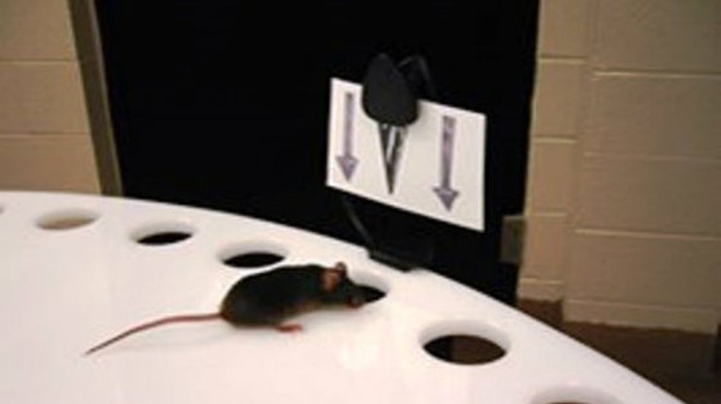 Mice did better on a series of tests after being given the green tea compound.