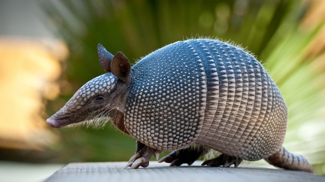 The Nine-Banded Armadillo has marched north across Missouri and has reached the doorstep of St. Louis.