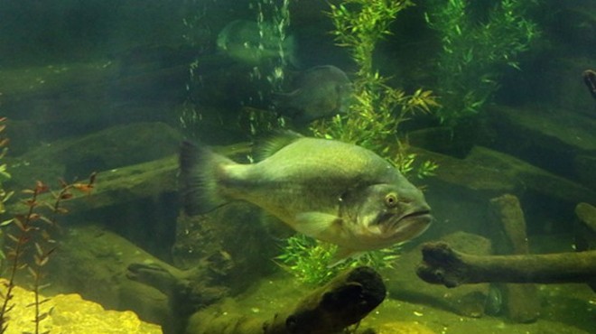 A fish swims at City Museum. Previously home to the World Aquarium, the museum now has an aquatic life exhibit of its own.