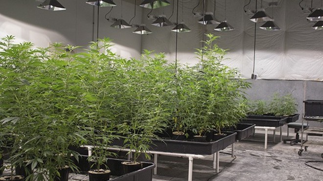 Cannabis plants grow inside the cultivation center at BeLeaf Company, a Missouri company that produces CBD.