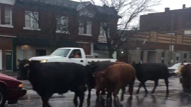 There Are Cows Running Wild In North St. Louis Right Now