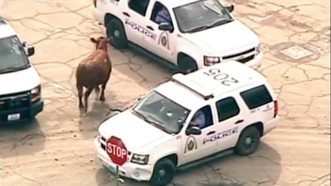 Runaway St. Louis Cow Saved from the Slaughterhouse