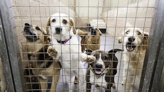 Missouri Dog Breeder Loses Defamation Suit Against Humane Society