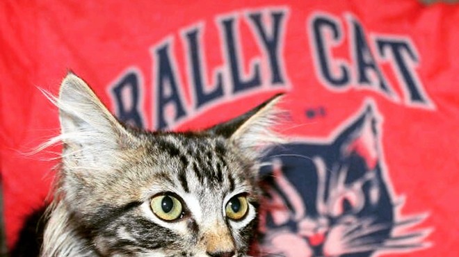 Rally Cat is getting ready for his next closeup — and selling shirts to benefit the St. Louis Feral Cat Outreach. See 108 Stitches for more details.