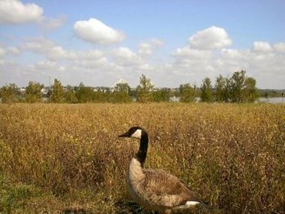 Riverlands Migratory Bird Sanctuary
