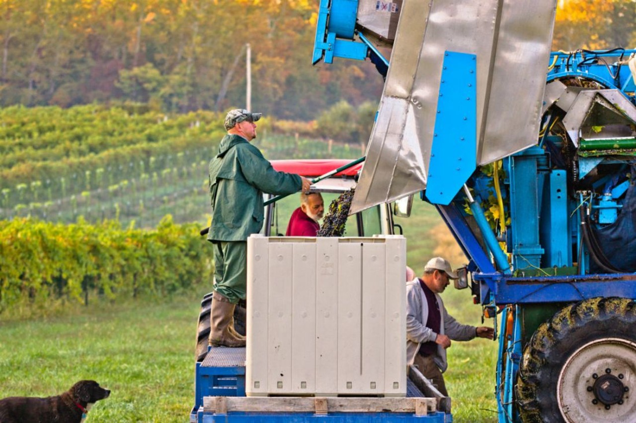 Want to dig a little deeper into your love of wine? You can learn about the wine-making process in Augusta Winery's Vine to Wine course. Photo courtesy of Augusta Winery.
