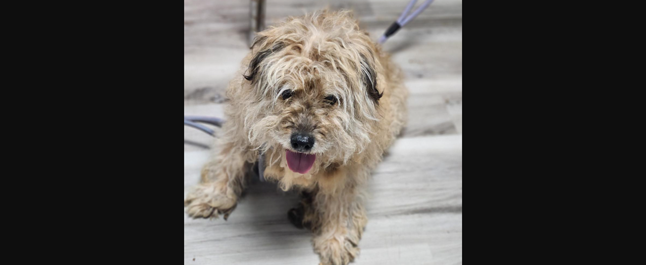 Meet Wilma
Wilma with CARE STL is the most loveable mop you&rsquo;ll ever meet! She is free to adopt and estimated to be three years old. She weighs 32 pounds and was taken into the shelter earlier this month.&nbsp;