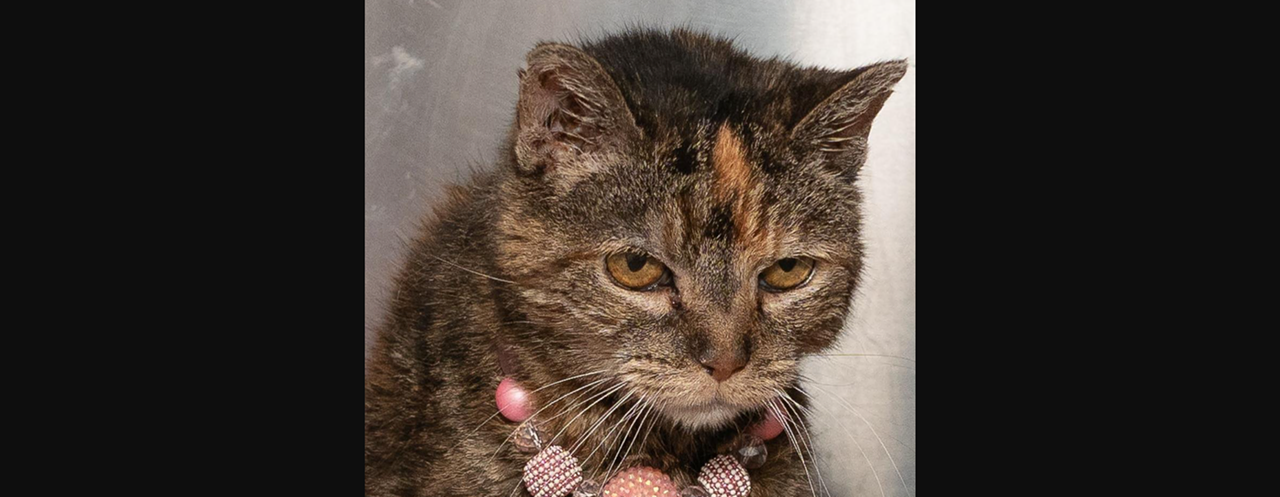 Meet Risa
Risa may not be a dog, but she is definitely plotting your demise and the overthrow of the government. Her name is Risa (of no relation to TikTok&rsquo;s Reesa Teesa!) and she&rsquo;s a spry 10 years old. She weighs about 6 pounds and her adoption fee is $50 with CARE STL.