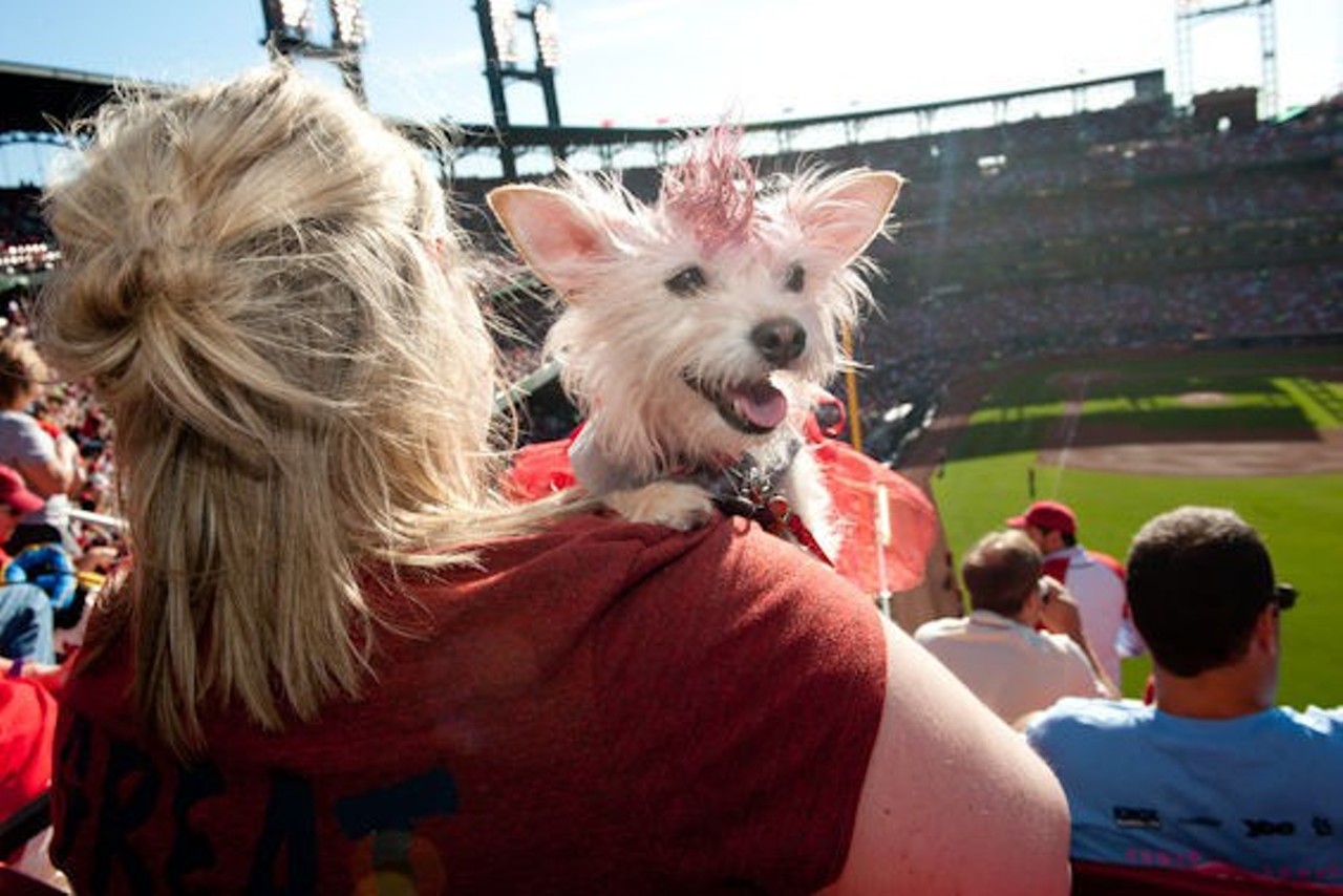 Purina Pooches in the Ballpark
Busch Stadium
700 Clark Ave. 
St. Louis, MO 63102
(314) 345-9600
Baseball is better enjoyed with friends, so bring your furry one with you to this annual event held at Busch Stadium. Cards fans and their dogs can enjoy the game in designated pet-friendly areas of the stadium. Before the game, watch highly trained dogs compete in the Ultimate Air Dogs Competition held in the Ballpark Village parking lot, then head inside the park to participate in a costume parade around the warning track. Anticipate prizes, goodie bags and a day well spent with your favorite Cardinals fan. Photo by Jon Gitchoff.