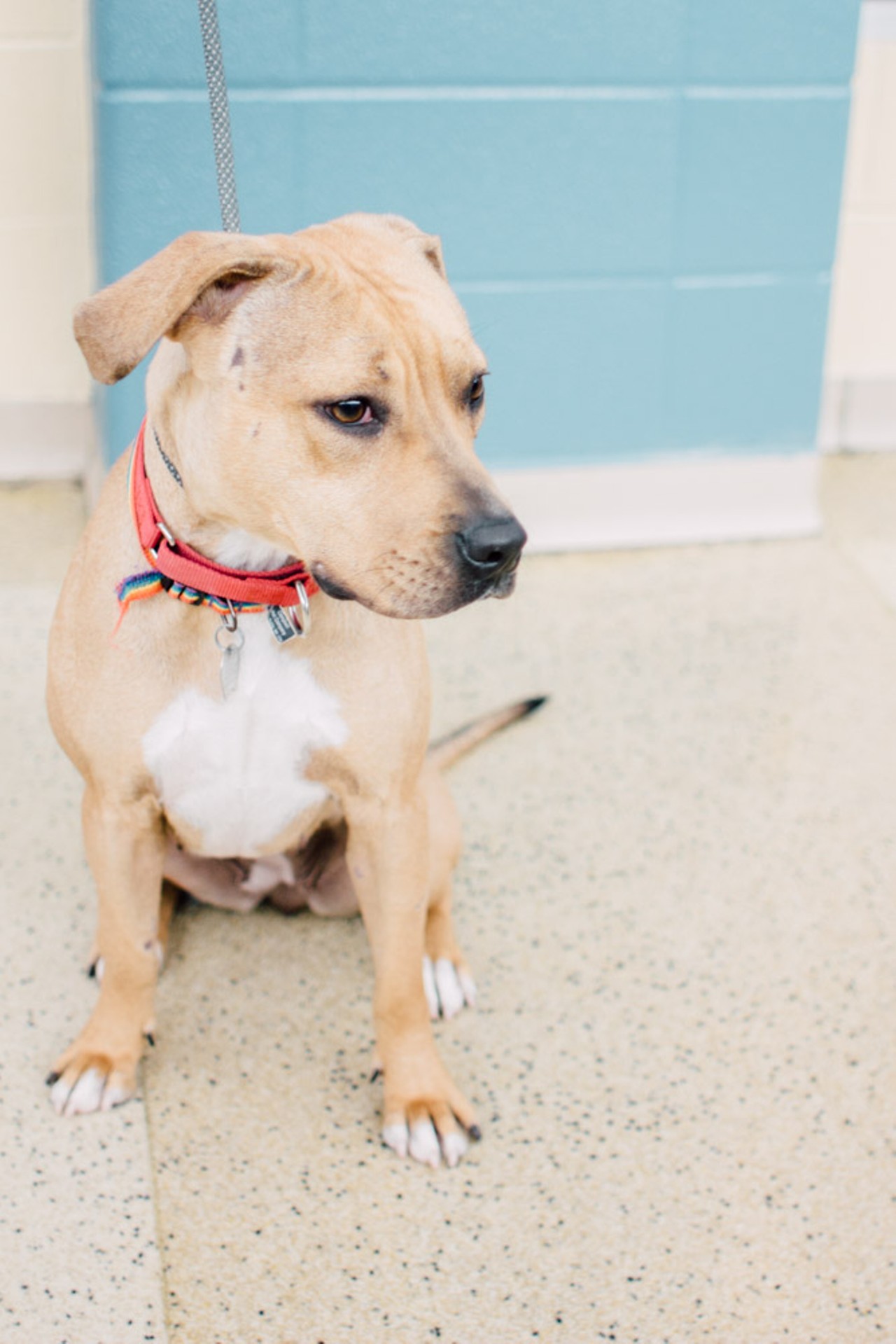 Sandy is a 2-year-old Lab/pit mix.