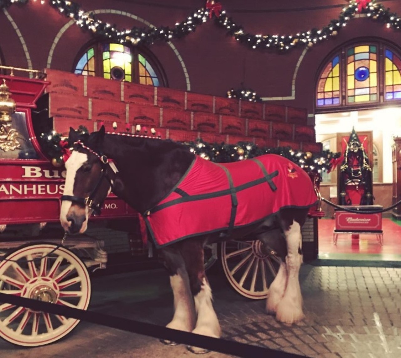 A Clydesdale at the Anheuser-Busch BreweryThey're the hero of all your favorite Super Bowl commercials, after all. Photo courtesy of Instagram / jess.buse.