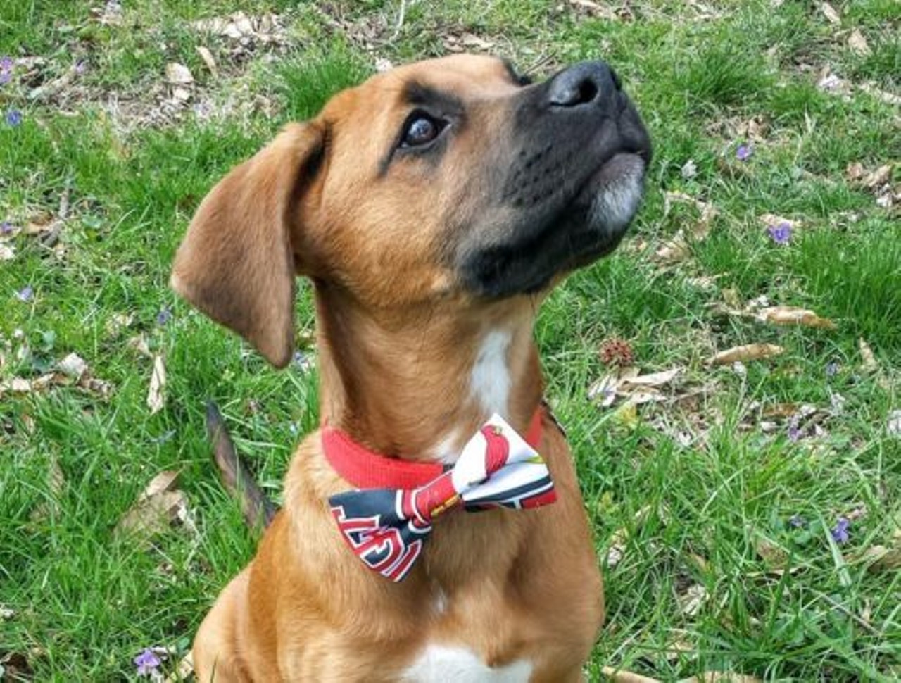 This dog is looking dapper in a Cardinals bow tie. Photo courtesy of Instagram / brindle.bar.