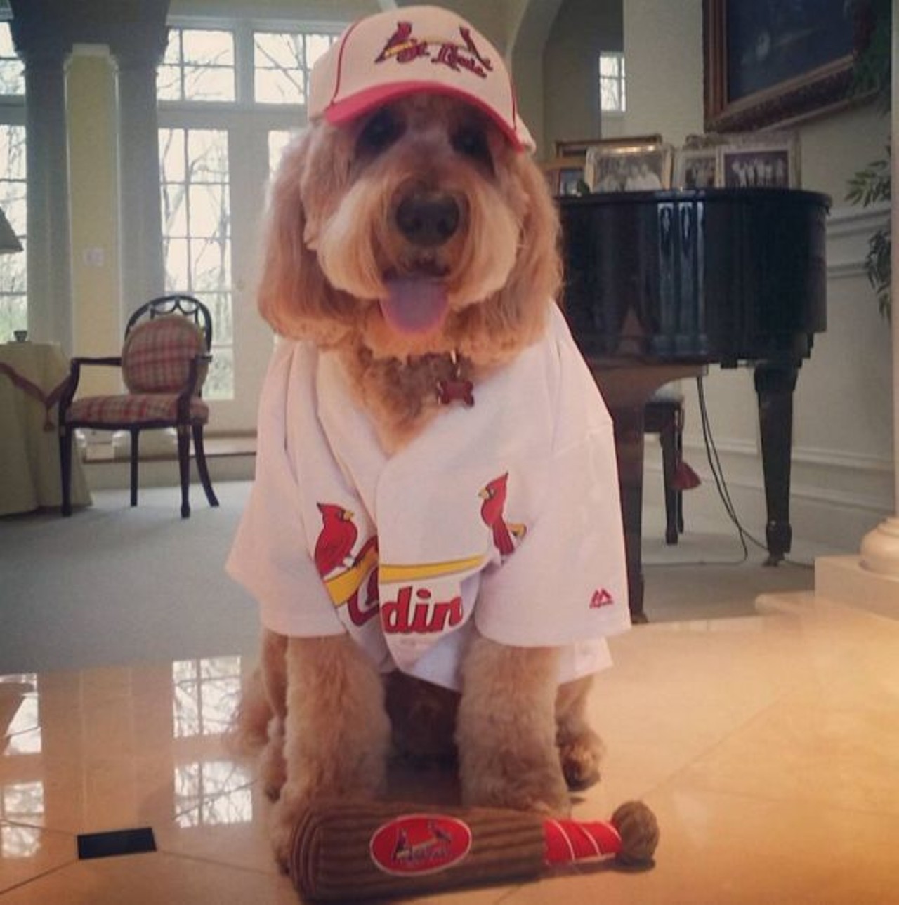 Cardinal hat? Check. Cardinal jersey? Check. Baseball bat? Check. Yep, this dog is ready. Happy game day, everyone! Photo courtesy of Instagram / cooperthegoldendoodle.