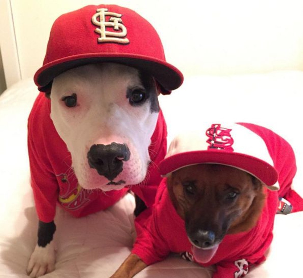 DoggieNation St Louis Cardinals Dog Collar