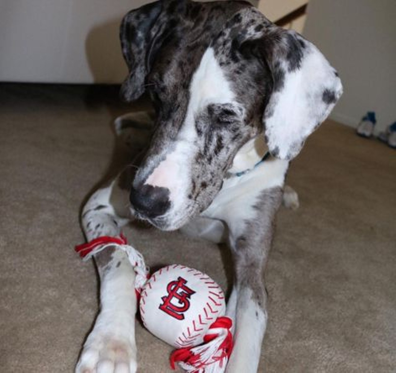 Somebody is ready to play ball. Photo courtesy of Instagram / greatdanezeus.