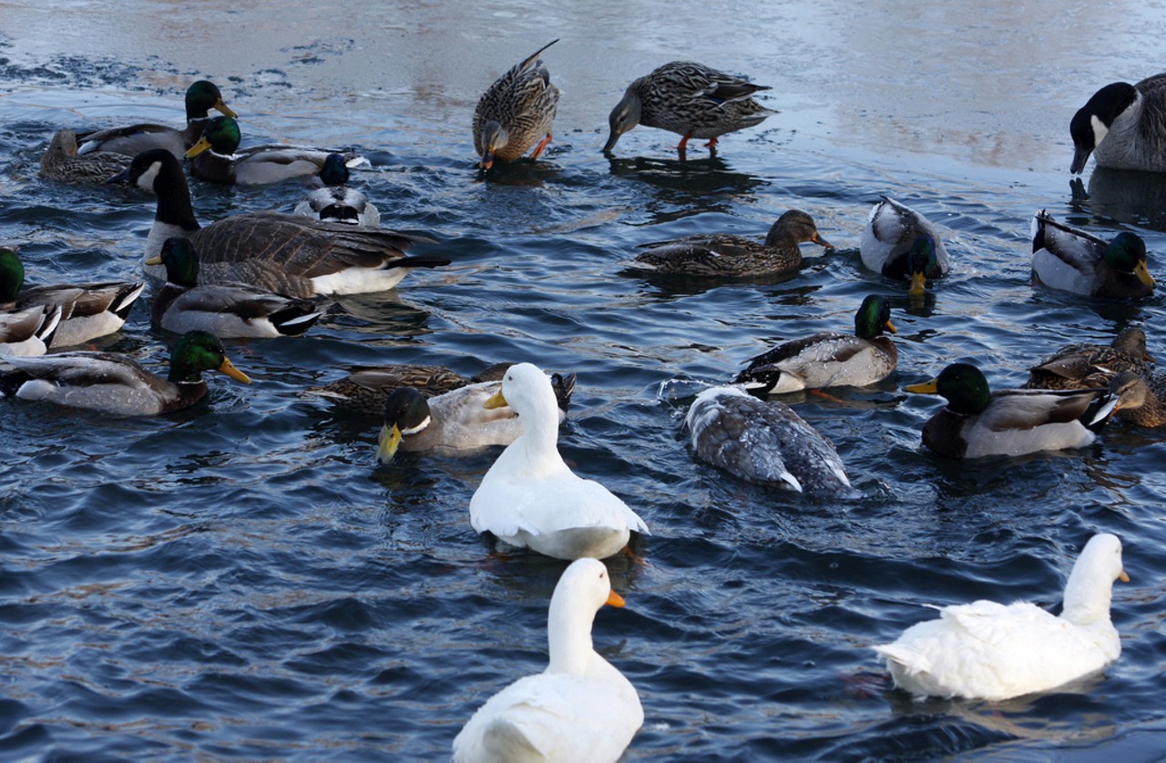 Feed the ducks at Lafayette Park.
No matter the weather, they're ready and waiting for you to bring them a snack. When you're done with that, the surrounding streets are lovely for wandering. Photo courtesy of Flickr / Dave Thompson.