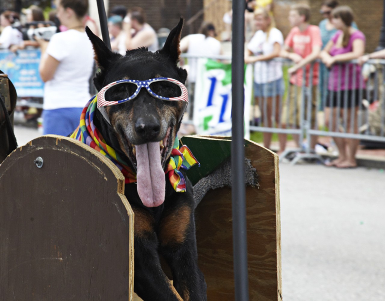 What's a parade without at least one dog in shades?