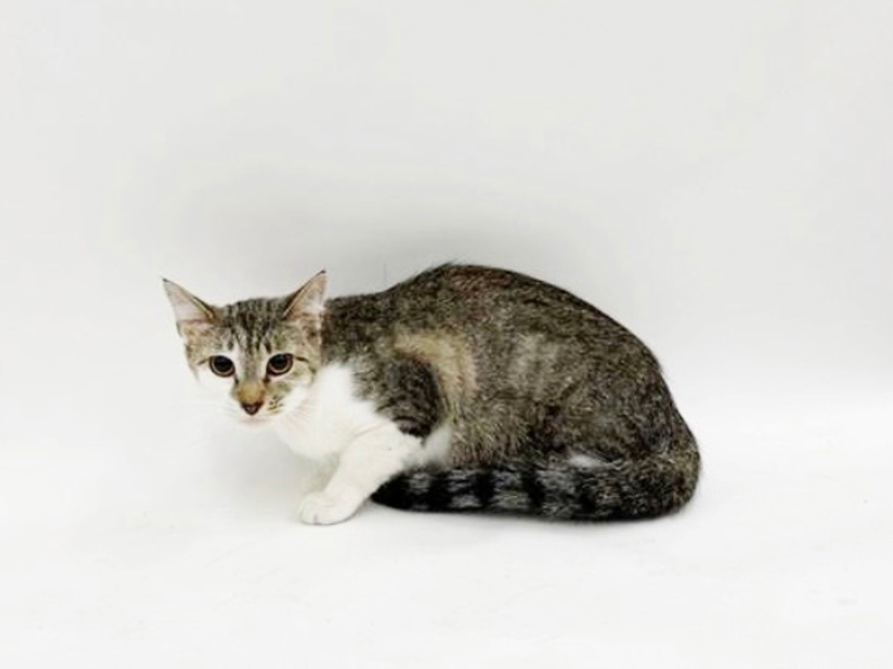 Christy; Available through the Animal Protective Association
(1705 South Hanley Road Brentwood, MO 63114, 314-645-4610)
Christy is a sleepy little thang who loves naps in comfy beds. Same, Christy. A one year old brown and white tabby, Christy's adoptable through the APA. She's been at the shelter just shy of a month. Her animal ID is A085980.
Photo credit: American Protective Association