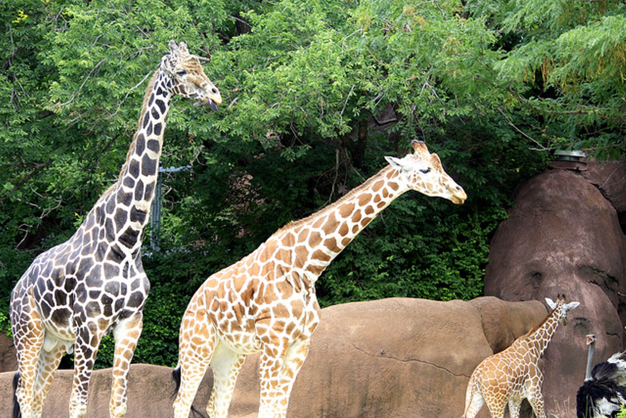 Be a cheapskate at our free zoo and museums -- then complain when you go on vacation and the same freebies aren't on offer in other cities.Photo courtesy of Flickr / Christina VanMeter