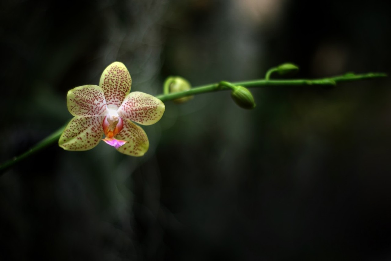 30 Stunning Images from MoBot's 2016 Orchid Show