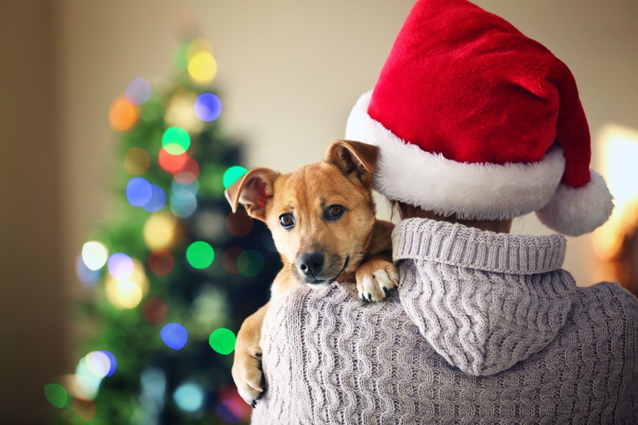 Stray Rescue of St. Louis Hope for the Holidays Gala
(212 N. Kingshighway Blvd.; 314-771-6121)
- Fri., Dec. 7, 6:30-11 p.m. 
- $200
If you're looking to do some good this holiday season but still like to party, this charity event is your best bet. Tickets are $200 but that gets you auctions, music, dinner and and open bar. And did we mention that it's at the Chase Park Plaza? Ooh la la.
Check it out here.
Photo credit: Africa Studio / Shutterstock