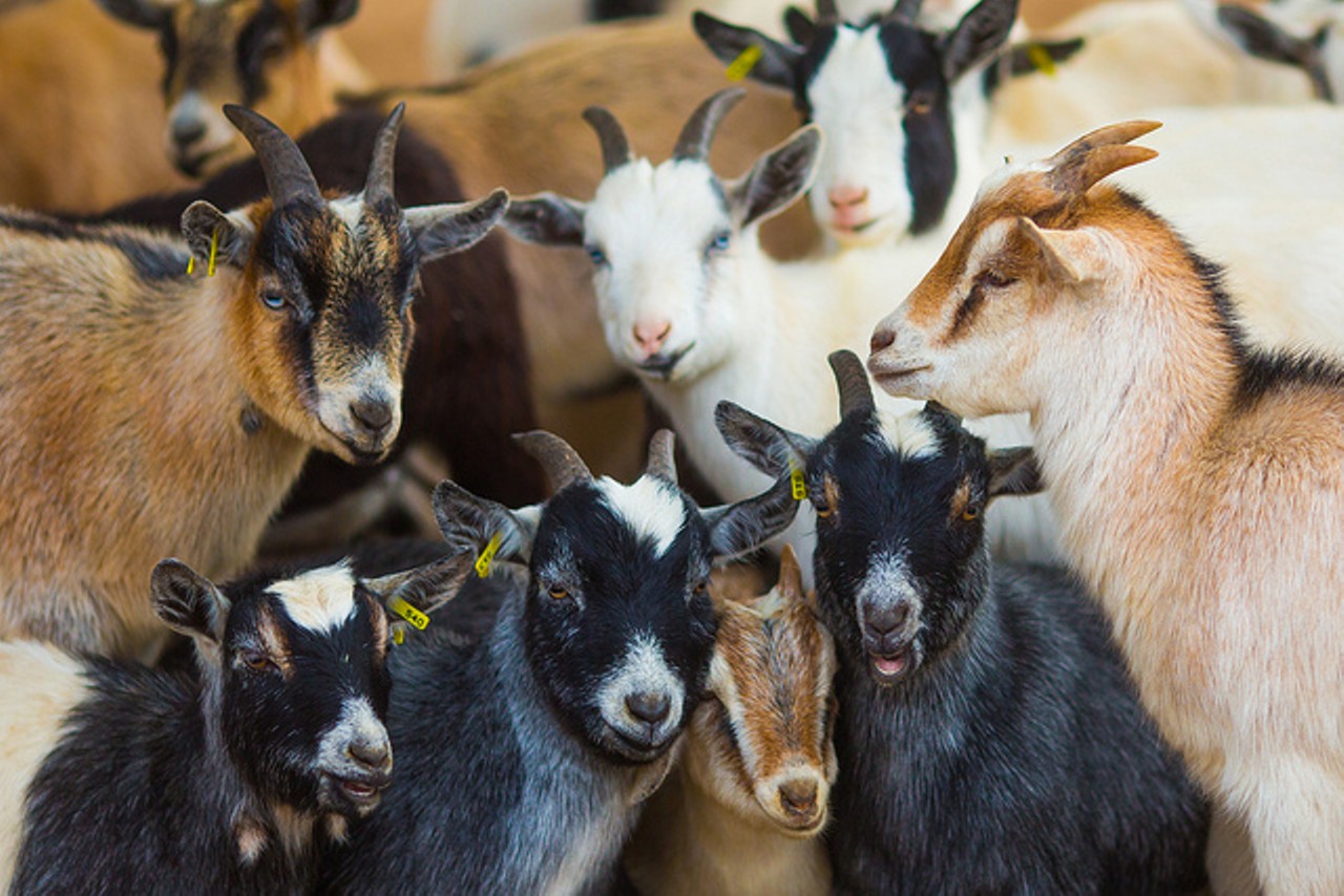 Feeding the goats at Grant's Farm. Photo Courtesy Flickr/Thomas Hawk