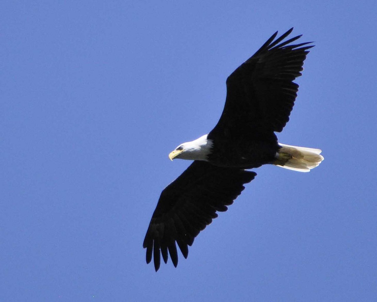 In the right conditions, the eagle population at Ted Shanks Conservation Area can top as many as 100 eagles. Prime time to see them is usually late January to early March. Happy bird watching! Photo courtesy of Flickr / DenSmith.