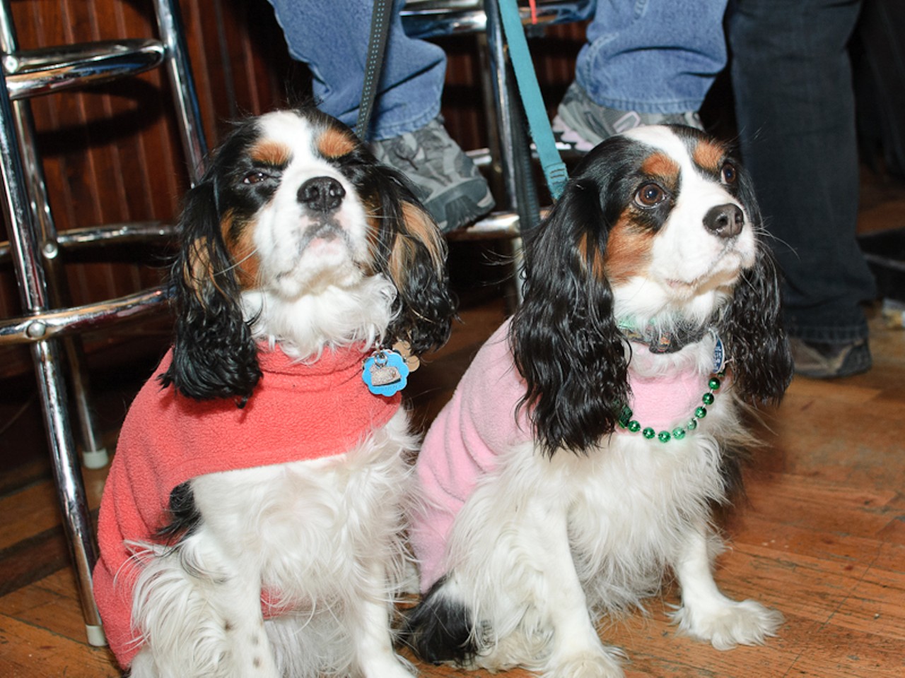 Many restaurants in and around the Soulard area were catering to the canines this weekend.