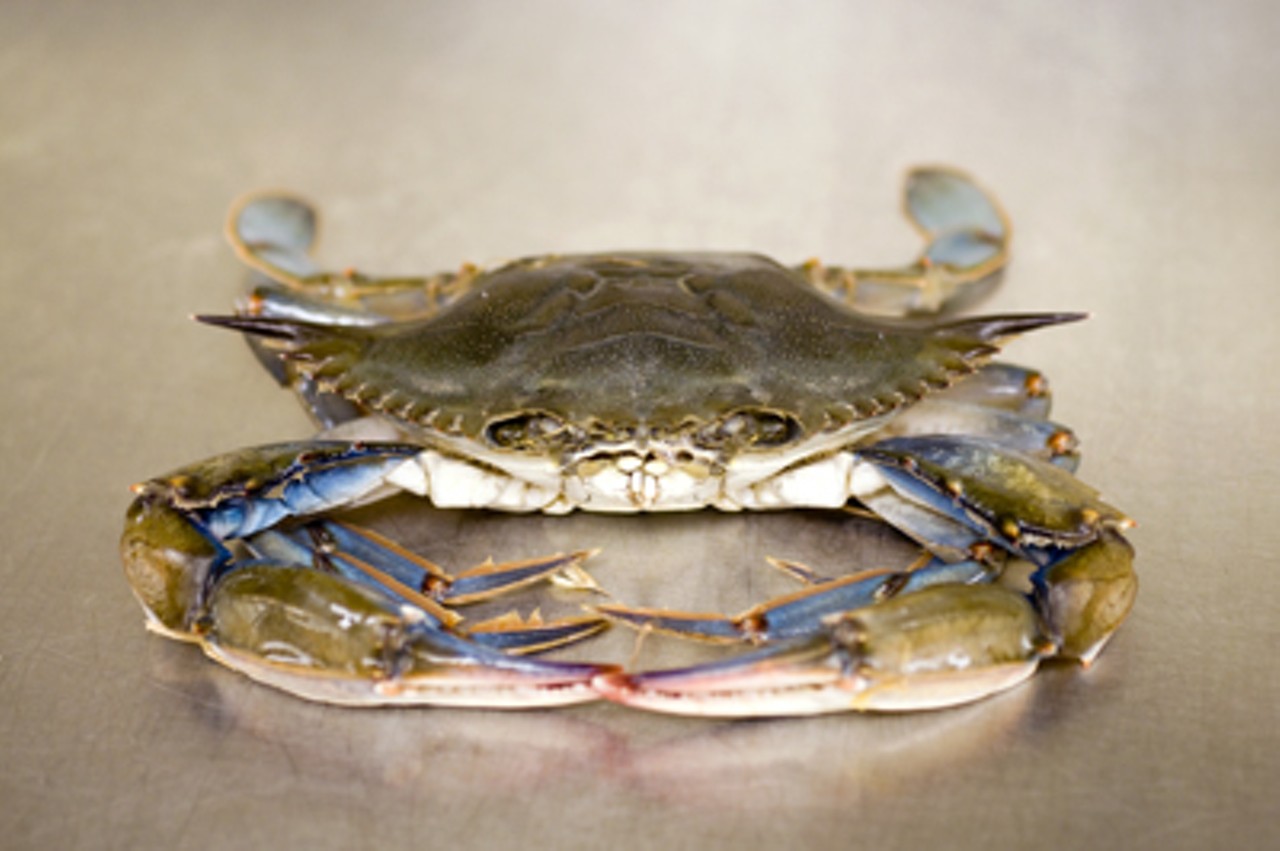 A live soft shell crabs poses before its inevitable demise.