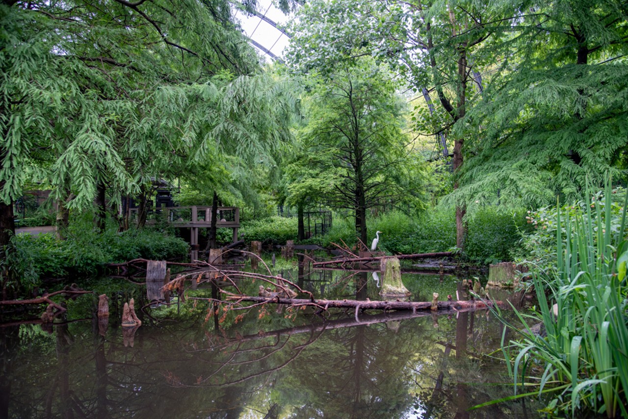 The 1904 World's Fair Flight Cage and Cyprus Swamp is a verdant wonderland.
