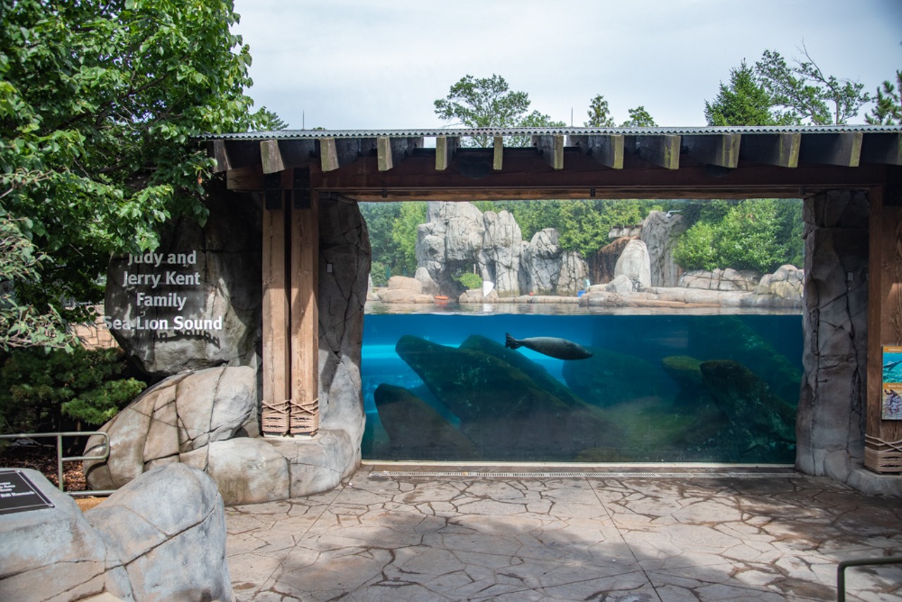 This is the sea lion area at the zoo.