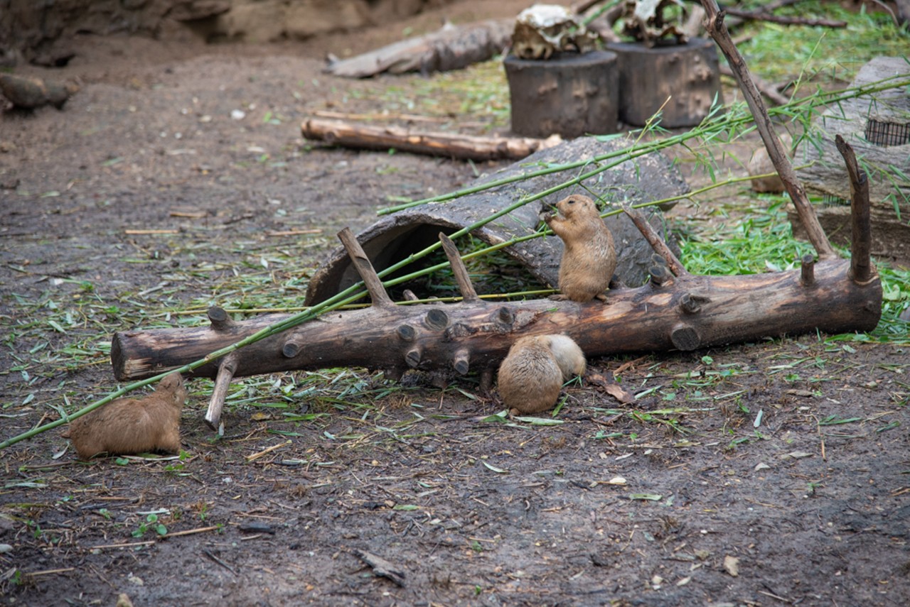 Some prairie dogs enjoy lunch at the Saint Louis Zoo.