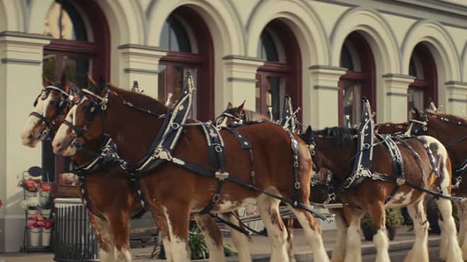 No, these aren't Budweiser Clydesdales. They're just "horses."