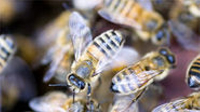 Once a gentlemanly pursuit, beekeeping is now an integral part of our industrialized agricultural system.