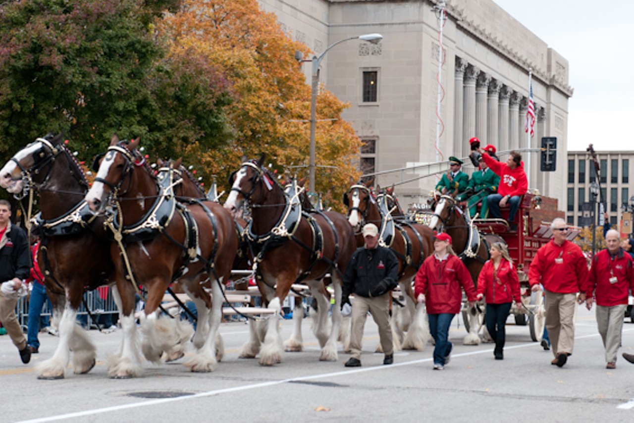 Tony La Russa and the Clydesdales at the head of the parade.