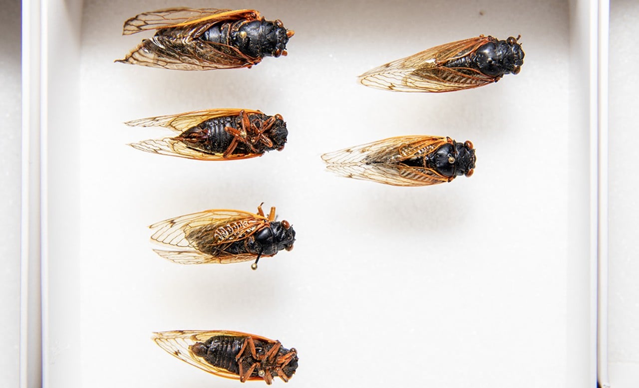 Adult cicadas on display.
