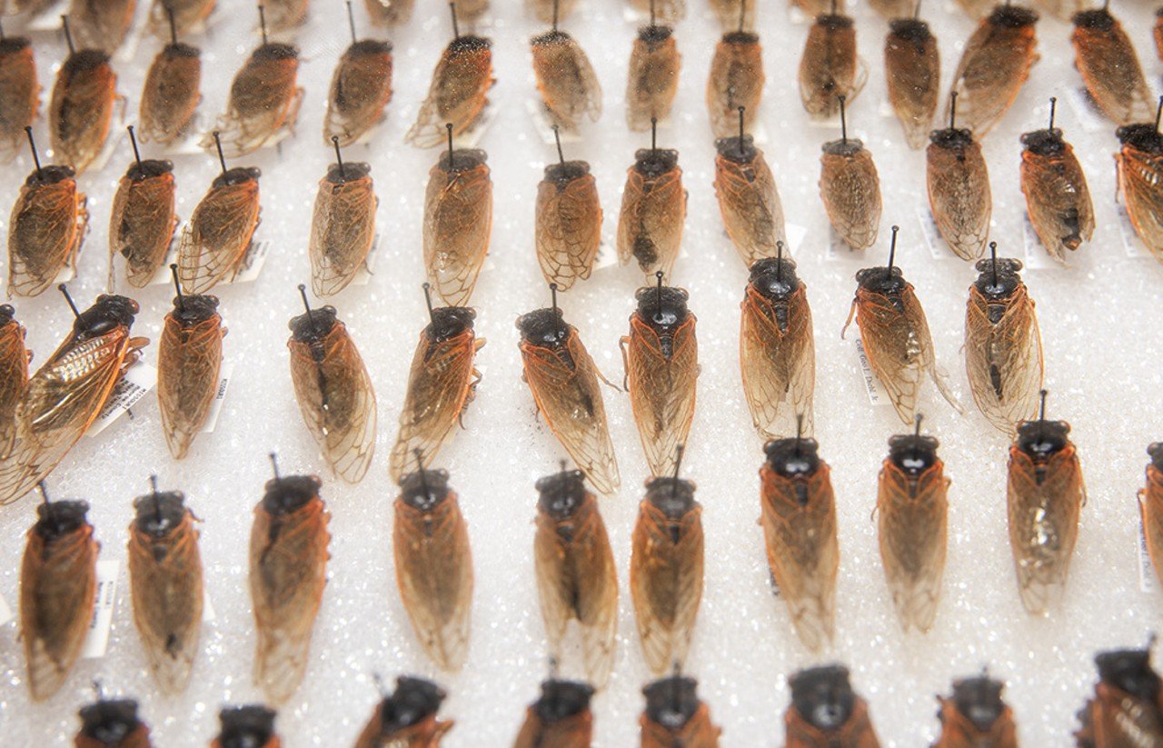 Adult cicadas from a brood that emerged in 1998 are pinned inside of a display case on Friday, May 10, 2024, at City Museum.