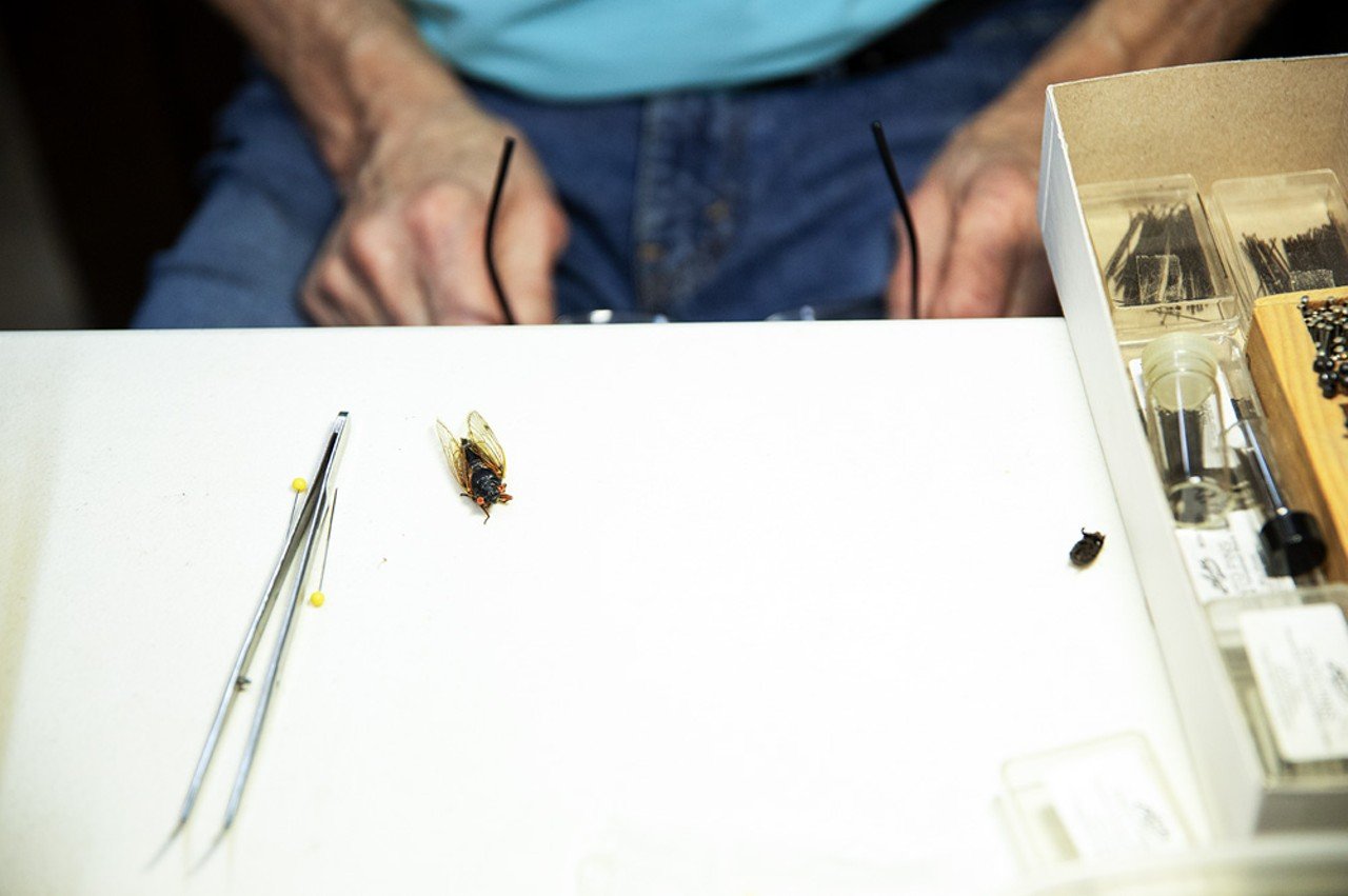 Diehl prepares an adult cicada to be pinned.