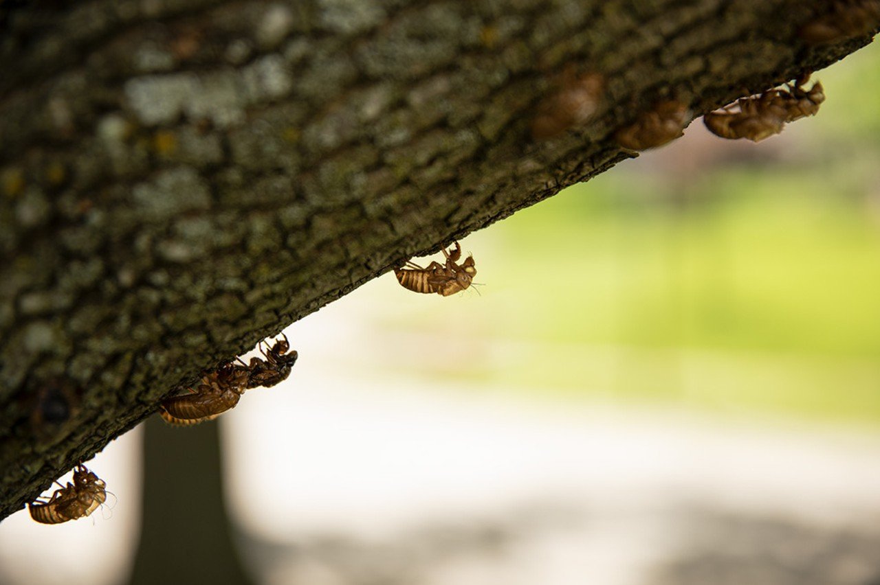 Once the brood emerges, they climb trees for protection. Cicadas are most vulnerable when they are molting, and the trees provide them with a secure spot where they can break through their shells without falling. Once freed from their shells, Fowler-Finn says the cicadas sing the chorusing songs that will be heard throughout the summer.