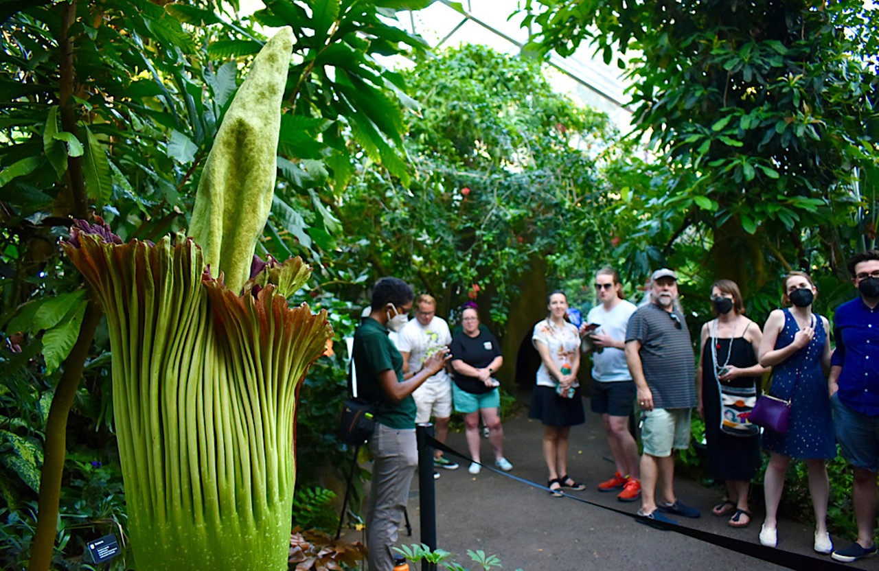 Hundreds Line Up to Smell the Corpse Flower at Missouri Botanical ...