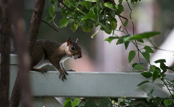 Squirrels do the darnedest things.