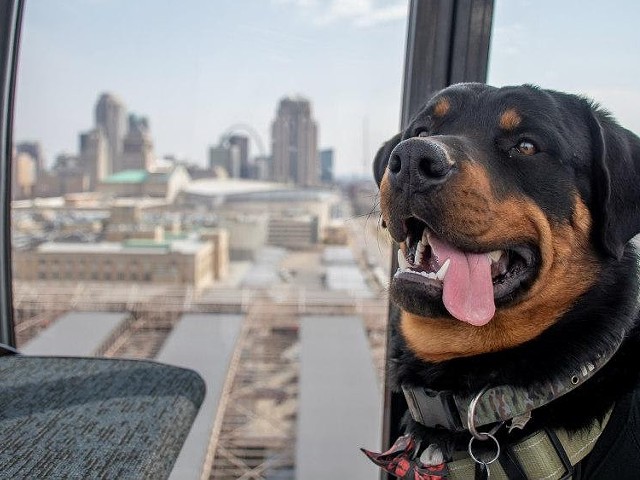 Dogs Can Ride the St. Louis Wheel for Free on Monday