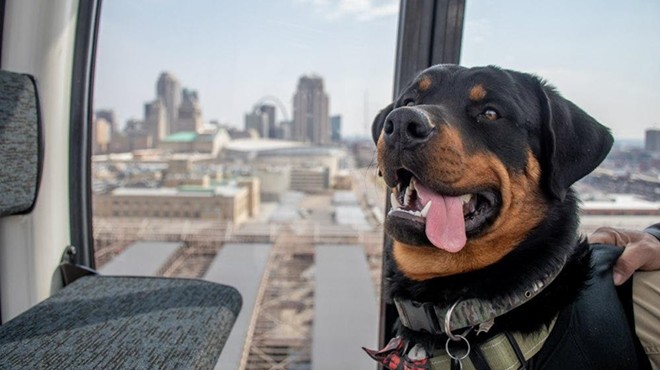 Dogs Can Ride the St. Louis Wheel for Free on Monday