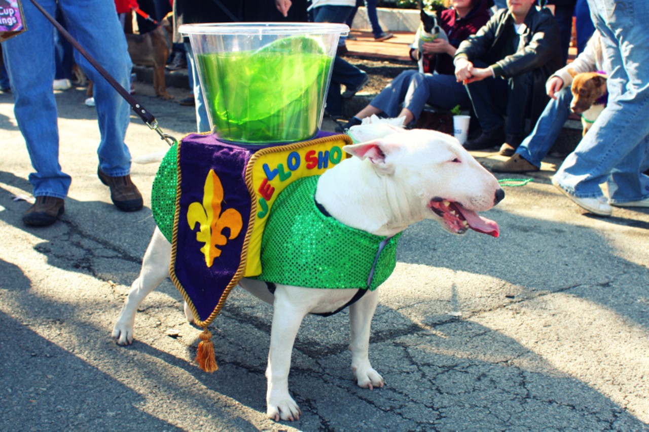 Dogs on Parade in Soulard