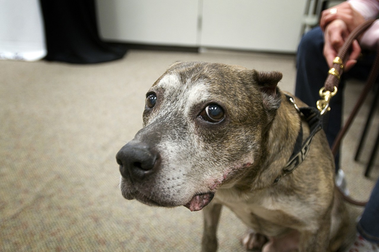 Meet Junior. He&rsquo;s an eleven-year-old American Pit Bull Terrier who was also handed over to Broken Hearts, Mended Souls Rescue.
