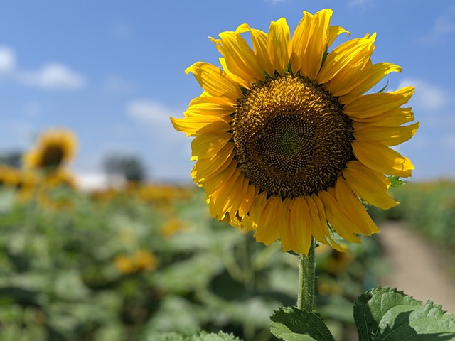 Sunflowers are in bloom over at Eckert's Farm in Belleville, Illinois.