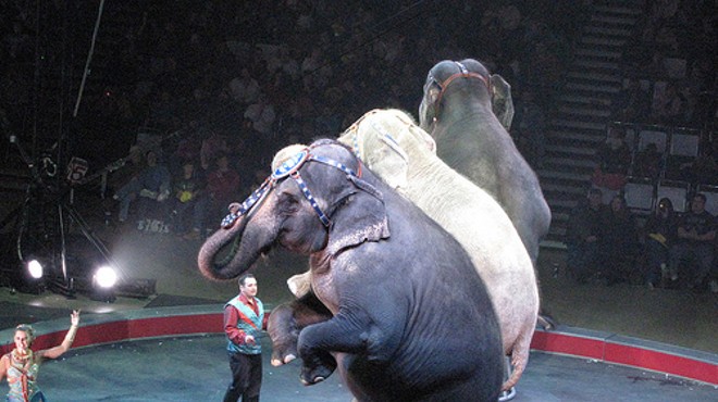 The protest is over the use of animals in the circus.